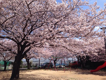 2015 桜