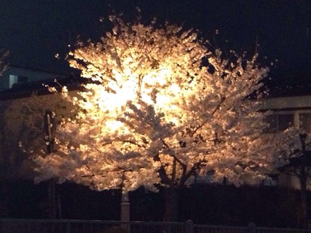 2015 桜