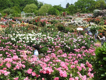 京成バラ園06