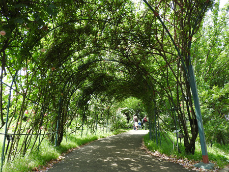 京成バラ園13