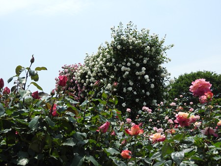 京成バラ園16