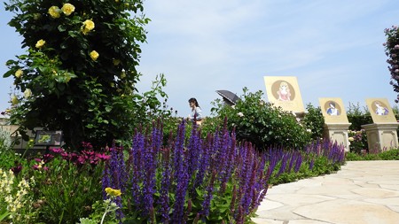 京成バラ園 ワイド02 ベルばら通り