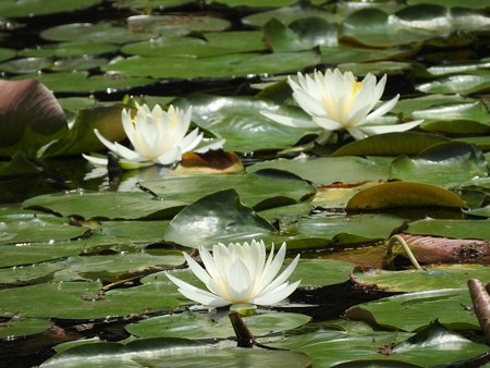 京成バラ園 睡蓮の池05