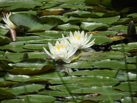京成バラ園 睡蓮の池06