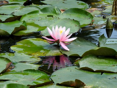 京成バラ園 睡蓮の池09