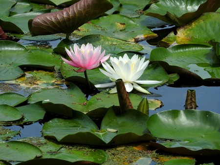 京成バラ園 睡蓮の池10