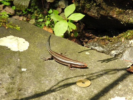 貴船神社 奥宮15 指で触れても逃げないトカゲ