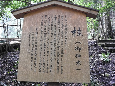 貴船神社 結社06 桂(御神木)