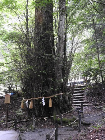 貴船神社 結社07 桂(御神木)