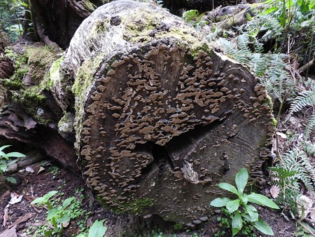 鞍馬寺03 見事な芸術