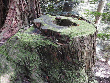 鞍馬寺10 苔生す切り株―岩戸隠れの太陽神の形象?