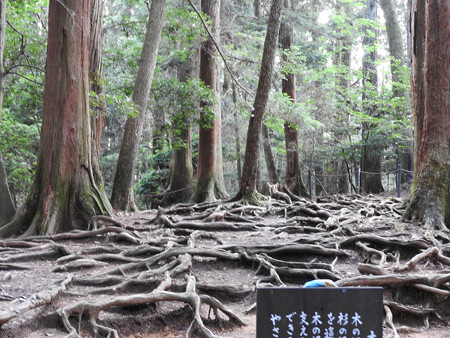 鞍馬寺20 木の根道