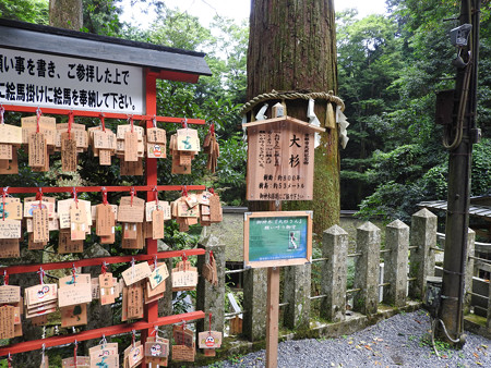 鞍馬寺49 由岐神社 大杉