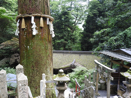 鞍馬寺50 由岐神社 大杉