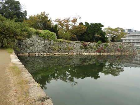 広島城14 左端が被爆マルバヤナギ