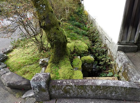 石山寺15 いい感じの苔