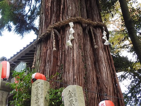 石山寺31 神木 杉(椙)ここが心理的中心