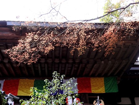 石山寺44 本堂 美しきかな紅葉