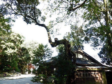 石山寺76 芭蕉庵 龍樹1