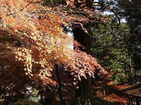 石山寺97 紅葉10