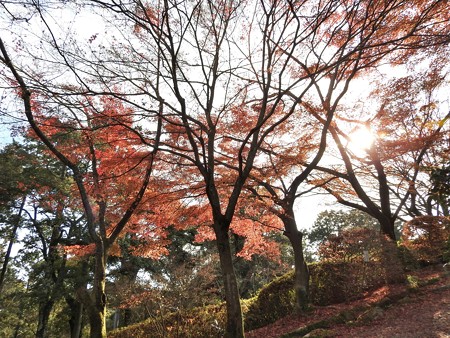石山寺100 紅葉13