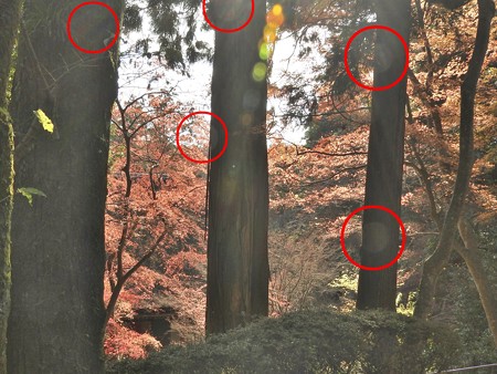 石山寺88 紅葉01(オーブ)