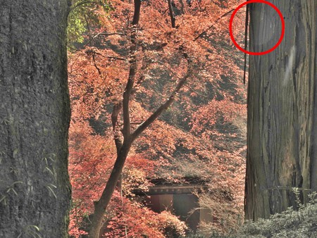 石山寺89 紅葉02(オーブ)