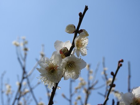 光透白梅6