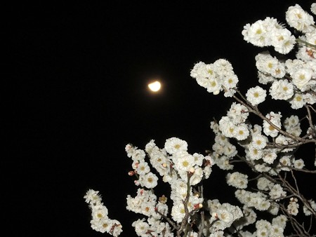 梅月夜 1