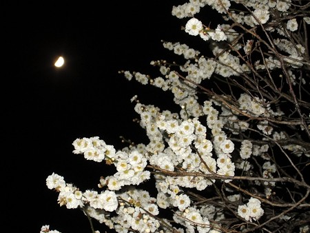 梅月夜 2