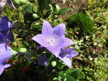花びらのプール1