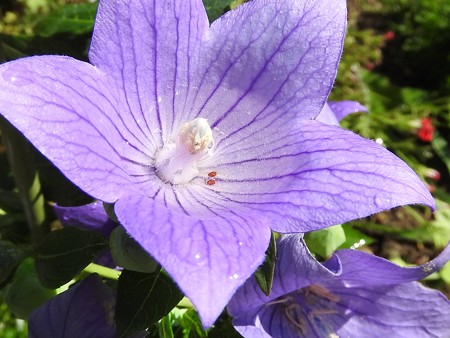 花びらのプール2