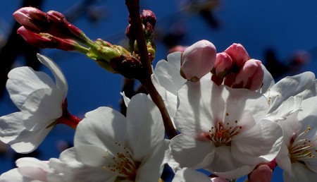 桜
