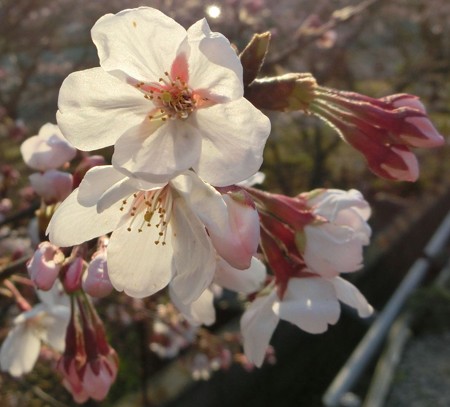 桜　夕方