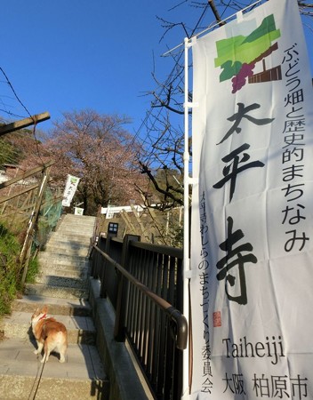 太平寺の山行き