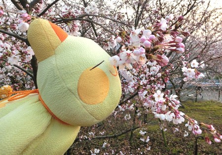 ニャン太も桜