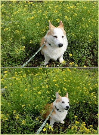 菜の花