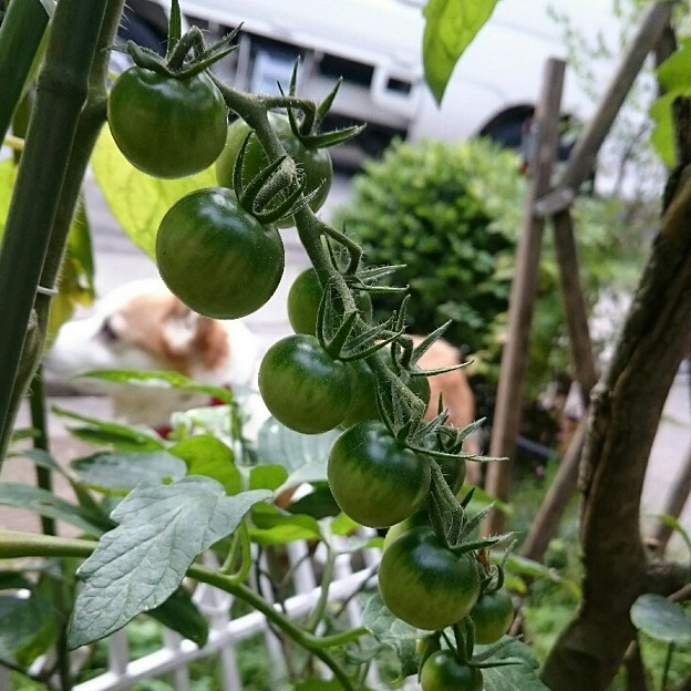 プチトマト