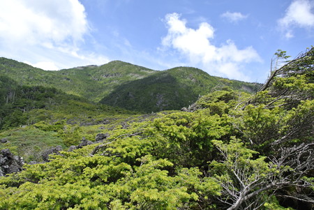 夏・八ヶ岳