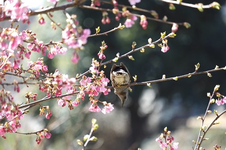 2015.03.11　和泉川　河津桜にヒヨドリ