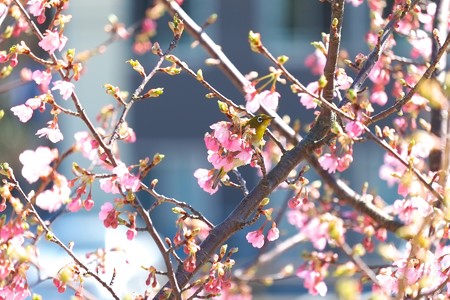 2015.03.11　和泉川　河津桜にメジロ