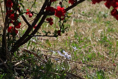 2015.03.24　和泉川　木瓜の下でオオニワゼキショウ