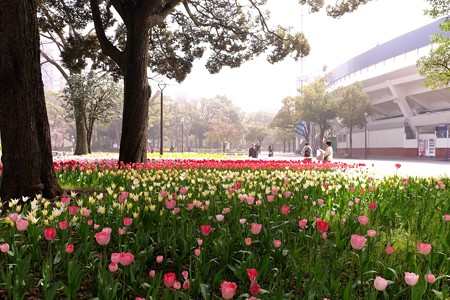 2015.04.06　横浜公園　チューリップ　携帯撮影
