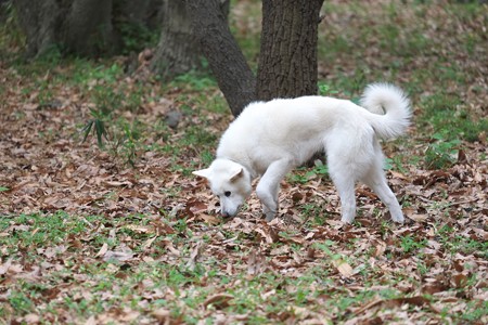 2015.04.30 追分市民の森 犬