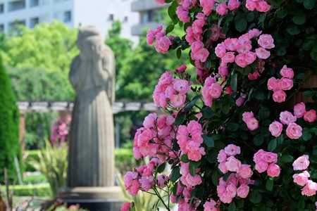 2016.05.18　山手　山下公園　バラ