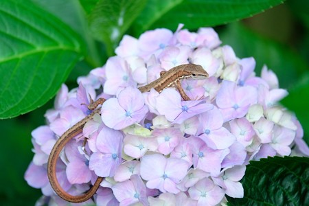 2016.06.12　和泉川　紫陽花にニホンカナヘビ