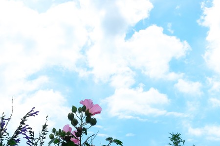 2016.09.09　追分市民の森　フヨウ　空