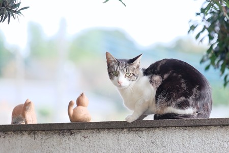 2016.11.07　追分市民の森　ネコ・(=^・^=)・猫