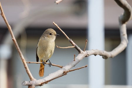 2017.01.29　和泉川　ジョウビタキ