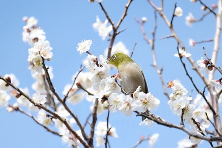 2017.02.18　和泉川　梅にメジロ